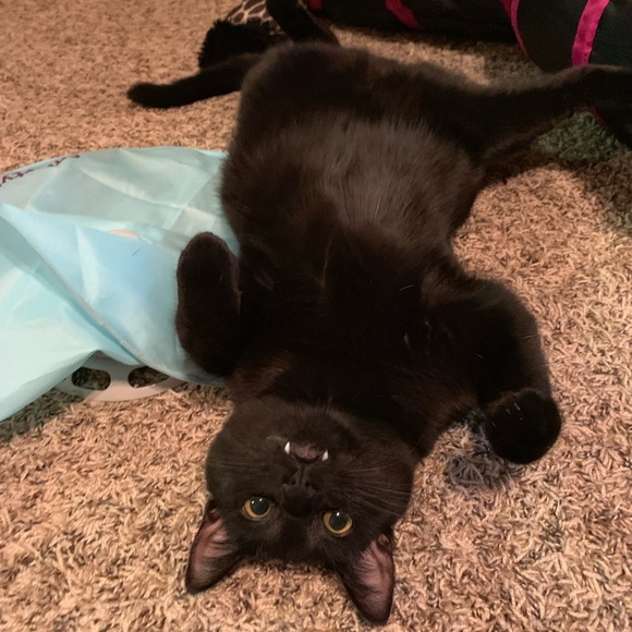 Meet your Posh Ambassador, Audrey Ann - Picture 5 of 5